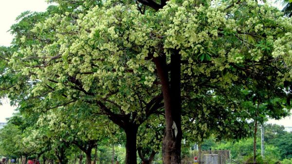 Enam Pohon Pule Peneduh Mengering, Diduga Sengaja Disiram Solar